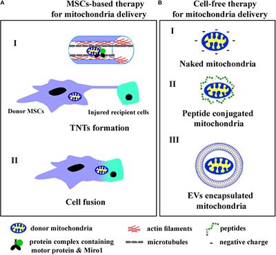 Frontiers | Mitochondria Donation By Mesenchymal Stem Cells: Current ...